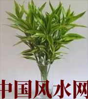 玉林十二生肖养什么植物最旺财运？你知道吗！